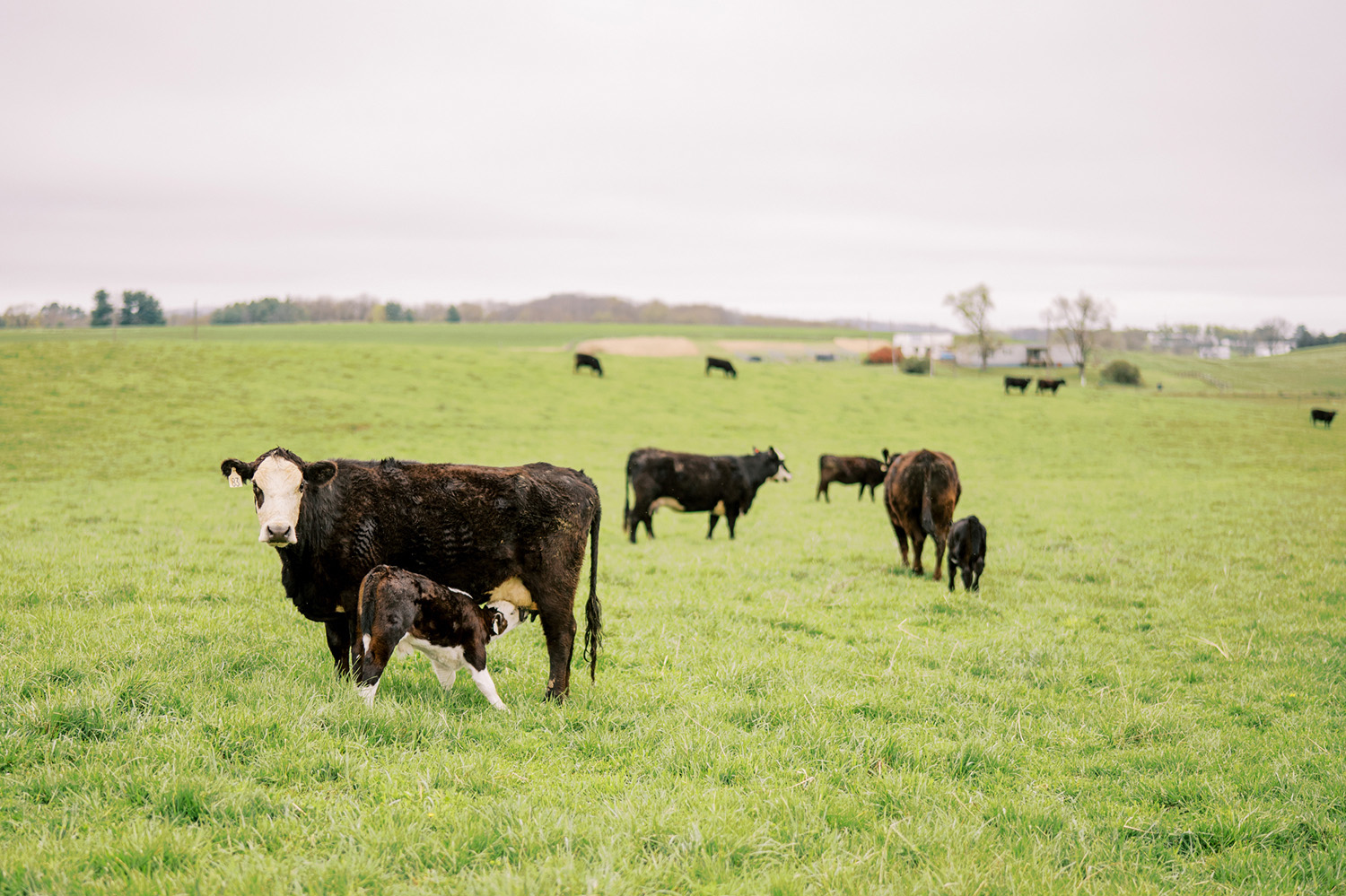 agriculture branding